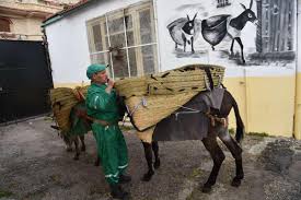Donkeys help keep Algiers Kasbah clean