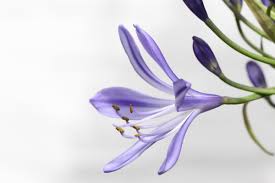 Check spelling or type a new query. 15 Flower Names In Hindi And English Owlcation