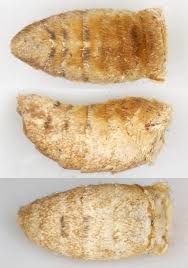 Image result for Pelurga comitata