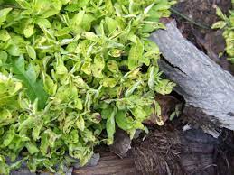 How to get rid of fungus on plants. How To Get Rid Of Fungus In Garden Soil Hgtv