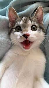 Pin On Animales Adorables