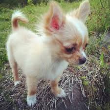 Pin By Anna Dolby On Someday Long Haired Chihuahua Puppies Baby Dogs Chihuahua Dogs