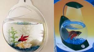 Memelihara ikan hias dengan beragam jenis, bisa memperindah kondisi rumah. Mata Sedap Memandang Akuarium Mini Ikan Cupang Tribunnews Com Mobile