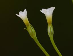 Image result for Exochaenium exiguum