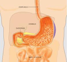 Gastroenterologist Washington Dc Understanding Gerd