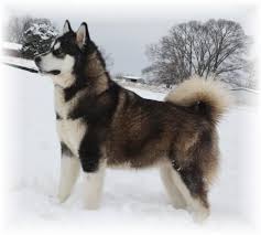 We did not find results for: Pin By Siboney Gonzalez On Random Alaskan Malamute Alaskan Malamute Puppies Malamute