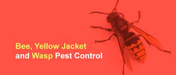Getting rid of these hornets becomes a priority before more people get hurt. Cape Cod Area Wasp Bee Yellow Jacket Extermination