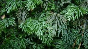 Image result for Hymenophyllum triangulare