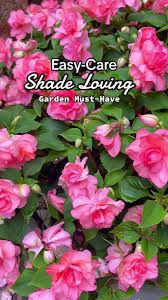 Image result for Impatiens keilii