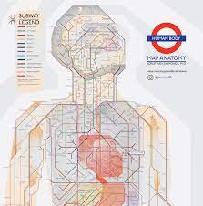 May 14, 2021 · anatomy is the science that studies the structure of the body. The Human Body As A Tube Map Londonist