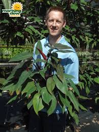 It's really a beautiful philodendron with this dark color. Plants Morning Dew Tropical Plants