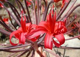 Image result for Brunsvigia