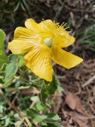Image result for Abutilon mauritianum