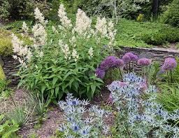 Image result for Persicaria