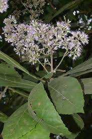 Image result for Monosis