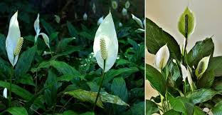 We did not find results for: Spathiphyllum Plant Care And Growing Guide With Pictures