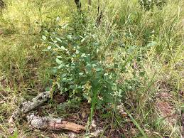 Image result for Rhynchosia nyasica