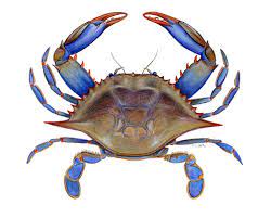 Maryland blue crab express welcomes the 2021 crab season with absolute freshness! 70 Art With Blue Crabs Ideas Crab Art Painting Art