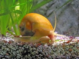 What Slugs Eat Do Pomacea Bridgsii Apple Snails Eat Tender Plants Gardenbanter Co Apple Snail Snail Tropical Fish