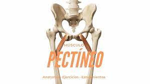 Musculo Pectineo Anatomia Ejercicios Y Estiramiento