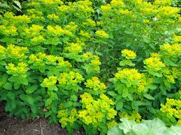 It's toxic to humans, too. 20 Euphorbia Zauberflote Marsh Spurge Fast Annual Etsy