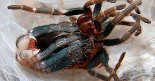 Chromatopelma Cyaneopubescens Molting Spinne Vogelspinnen Tiere