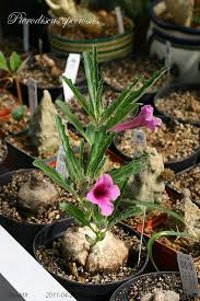 Image result for Pterodiscus angustifolius