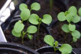 Candytuft Plants Plant Identification Flowers Perennials