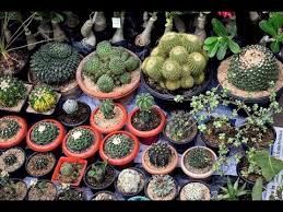The family behind succulent market primarily sells wholesale, and have now begun to sell their succulents online! Cactus Plants Galiff Street Kolkata Largest Pet Market Youtube