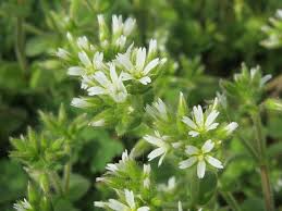 Image result for Cerastium glomeratum