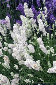 Lavandula Angustifolia Blue Mountain White English Lavender English Lavender Plant Lavender Garden Lavender Plant