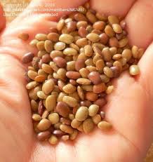 Image result for Macrotyloma daltonii