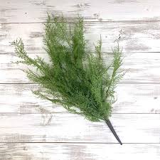 Image result for Asparagus buchananii