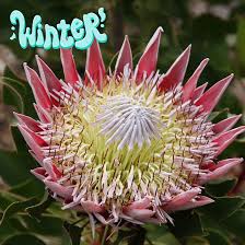 Image result for Protea madiensis
