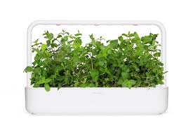 See full list on gardenerspath.com Peppermint Plant Pods Click Grow