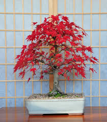 Japanese Mountain Maple Bonsai Tree Acer Palmatum Red Autumn Colours Maple Bonsai Bonsai Tree Japanese Maple Bonsai