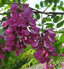 Maybe you would like to learn more about one of these? Robinia Pseudoacacia Purple Robe Black Locust Pink Flowering Trees Flowering Trees Flower Farm