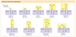 Ionization Of Amino Acids Chemistry Stack Exchange