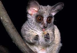 And The Most Adorable Of Them All The Galago Bushbaby Wild Animals Photography Weird Animals Rare Animals