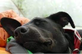 Damit ihr eure hunde auch von daheim etwas beschäftigen könnt, werde ich euch. 5 Tipps Fur Dein Tagliches Hunde Training Zu Hause Blogbeitrag Der Lernpfote