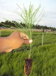 Image result for Casuarina junghuhniana