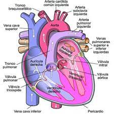 The latin club — tengo loco el coracon. 1 Partes Del Corazon 1 Download Scientific Diagram
