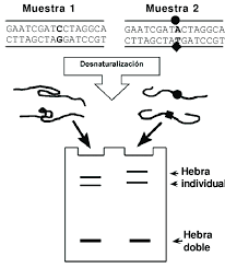 Current study deals about the basic principle, procedure, advantages, disadvantages and applications of sscp in detail. Representacion Esquematica Del Fundamento De La Tecnica De Sscp Durante Download Scientific Diagram
