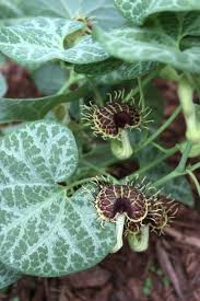 Image result for Aristolochia albida