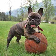 Find french bulldogs & puppies for sale across australia. French Bulldog Puppies For Sale In Connecticut Ct Breeder