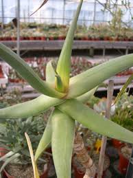 Image result for Aloe inyangensis