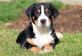 The greater swiss mountain dog originated in switzerland. Greater Swiss Mountain Dog Puppy For Sale In Mount Joy Pa Adn 71835 On Puppyfinder Com Gender Ma Puppies Greater Swiss Mountain Dog Swiss Mountain Dog Puppy
