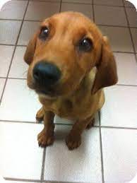 Find golden retriever puppies near you at lancaster puppies. Knoxville Tn Golden Retriever Meet Minnow A Pet For Adoption