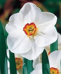Narcissus Edna Earl Small Cupped Narcissi Narcissi Flower Bulbs Index Bulb Flowers Narcissus Flower Daffodils