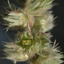 Image result for Cyathula orthacantha